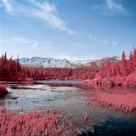 Autumn Red Pink Trees Lake 5k Ipad Pro Wallpapers Free Download