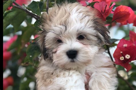 Happy Puppy Havanese - Havanese Puppies for Sale in North Port, FL