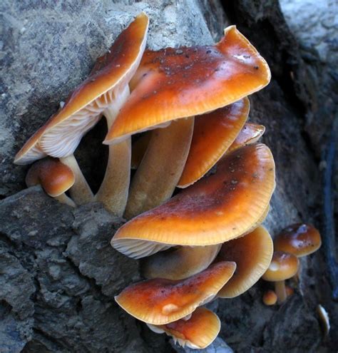 Best 30 Fall Oyster Mushrooms Best Round Up Recipe