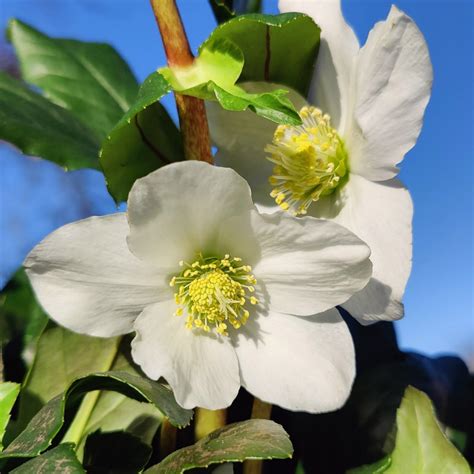 Plant Of The Month Hellebores Ransoms Garden Centre