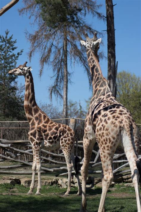 Giraffes In The Zoo Safari Park Beautiful Wildlife Animals Stock Image