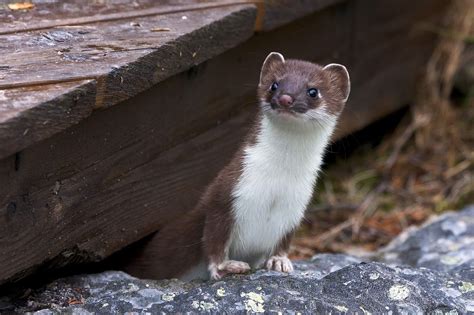 Interesting Weasel Facts Curb Earth