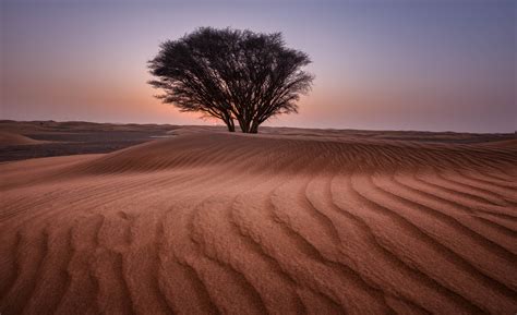 Free Photo Green Tree In The Middle Of Desert Arid Sand Travel