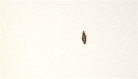 20 Tiny Bugs On Walls And Ceiling That You Must Get Rid Of
