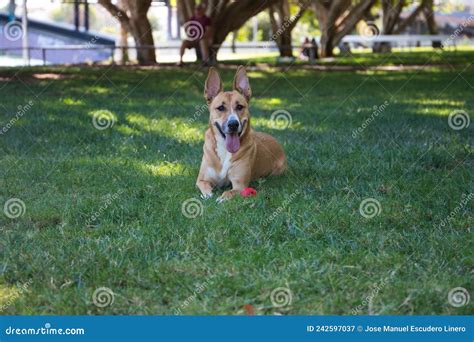 Medium Sized Dog Lying On The Grass In The Park The Dog Has A Red Ball