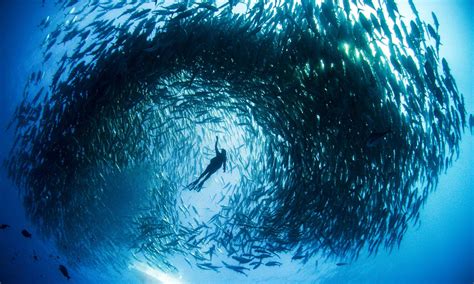 Images Of Schools Of Fish Free The Ocean