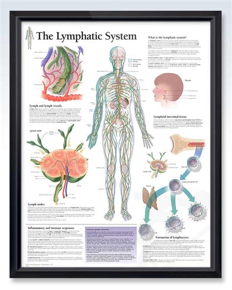 Laminated Lymphatic System Anatomy Posters