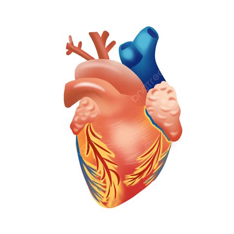 Heart White Transparent Heart Heart Clipart Cartoon Heart Png Image