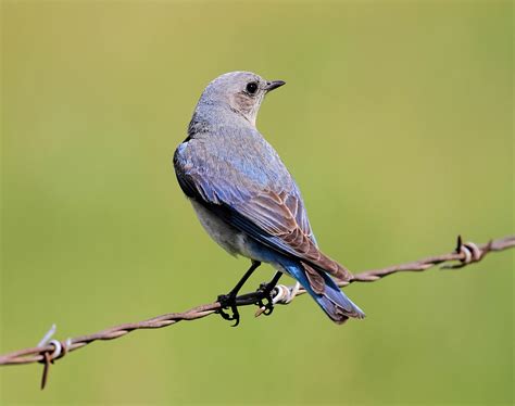 Mountain Bluebird - BirdWatching