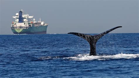 The Hidden Ocean Pollution Killing Marine Mammals Bbc Future