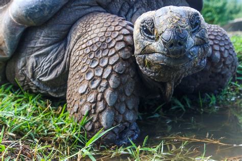 Fotos Gratis Tortuga Vertebrado Tortuga De Las Galápagos Reptil