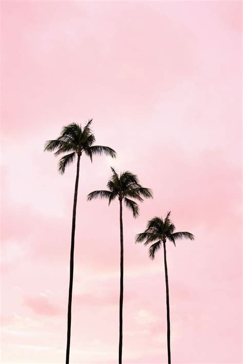 Three Tall Palm Trees Against A Pink Sky