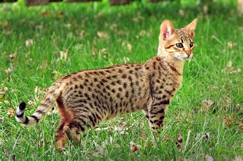 Savannah Cat Breed Profile Characteristics And Care
