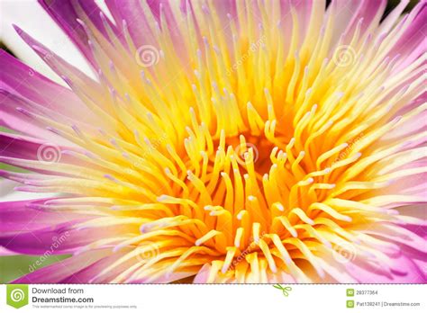 Closeup Yellow Pollen Of Lotus Stock Photo Image Of Close Botany