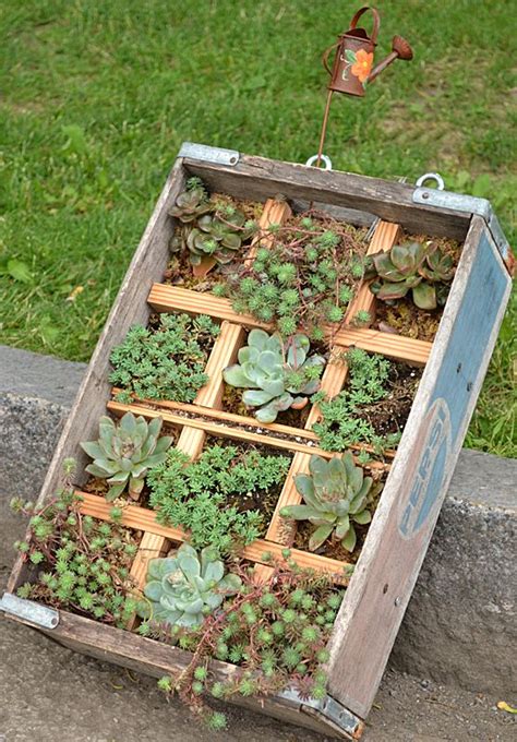 A Wooden Soda Pop Crate Holds Succulents In This Container