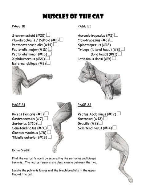 Cat Muscle Work Template Biological Science Picture Directory