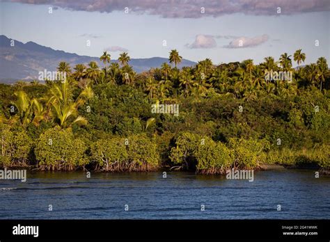 Mangroves Palm Trees And Lush Vegetation With Mountains Behind Port