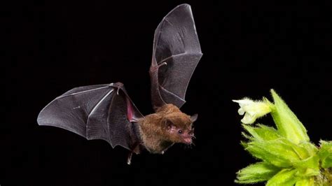 This Is How Bats Survive Deadly Viruses Better Than Humans Abc News