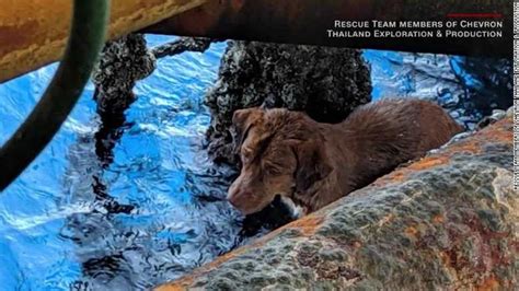Dog Found Swimming 135 Miles Out To Sea