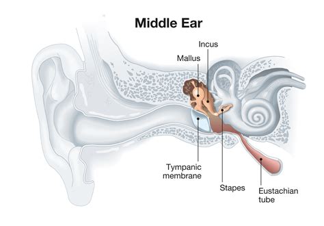 Middle Ear Ossicle Anatomy