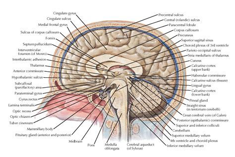 Anatomy Of The Medial Midsagittal Surface Of The Brain In Situ