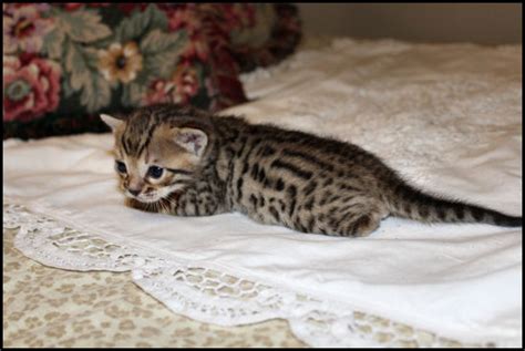 Bengal Kittens Oklahoma Beaux Mondes Bengals