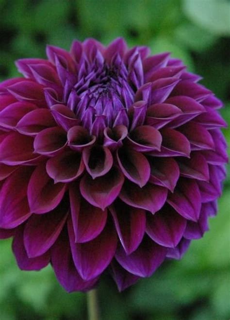 Rare Beautiful Alveolate Purple Dahlia Flower 50 Seeds Etsy