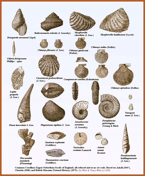 Common Fossil Identification Chart