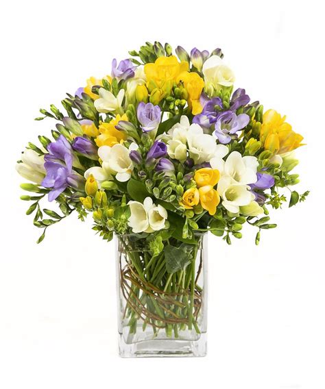 Freesia Blooms Stems Freesia Flowers Fresh Flowers Arrangements