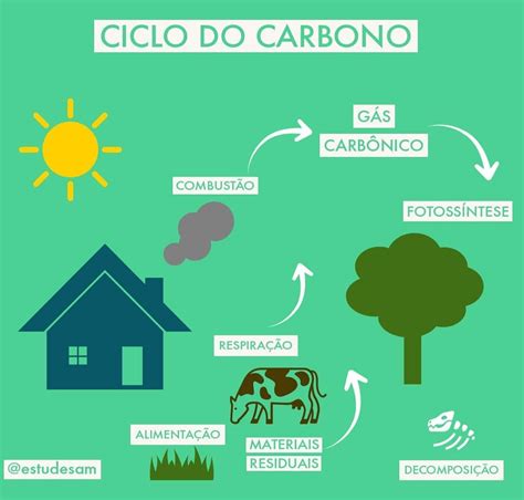 Mapa Mental Sobre O Ciclo Do Carbono Edubrainaz