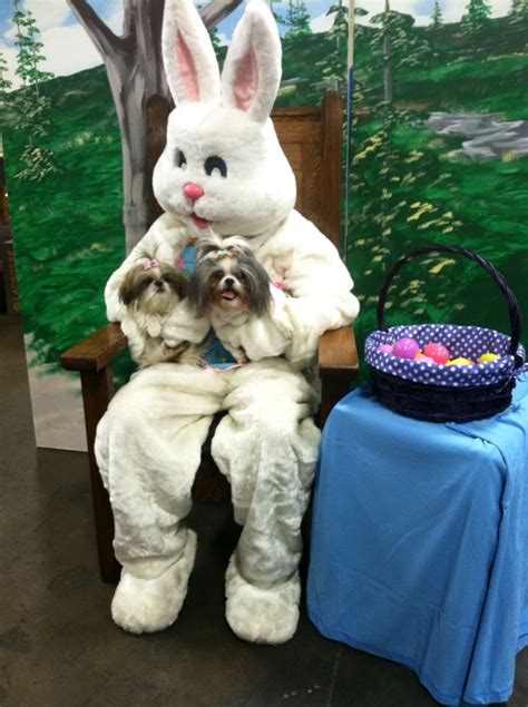 Sadie And Cocoa With The Easter Bunny 2015 Carrollton Ohio Easter Bunny Cocoa