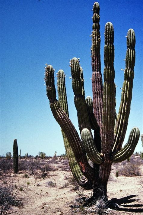 It's a natural reaction, dieter says. What do the different types of cactus look like? - Quora