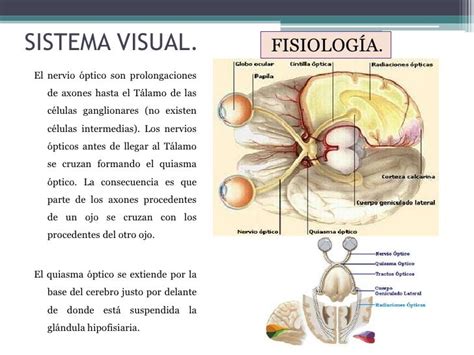 El Sistema Visual