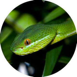 Viper Snake Facts | Are Vipers Poisonous | DK Find Out png image