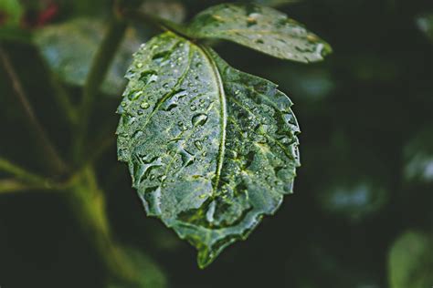 Free Images Nature Raindrop Leaf Green Water Macro Photography