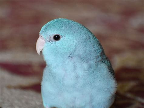 10 Blue Feathered Birds You Can Keep As Pets Vivo Pets