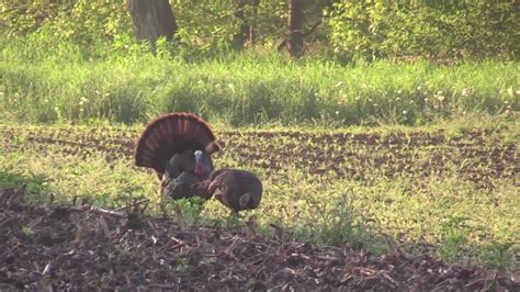 Wisconsin Spring Turkey 2017 Late Season Youtube