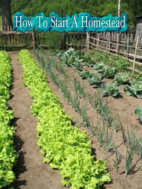 How To Start A Homestead
