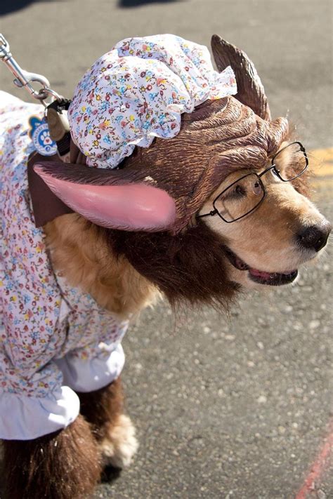 28 Funny Dog Halloween Costumes Cute Ideas For Pet Costumes