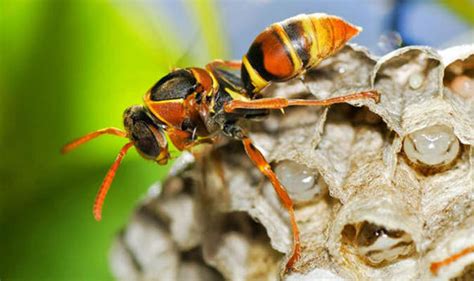 Flying Ant Swarms Invading Britain As The Summer Heatwave