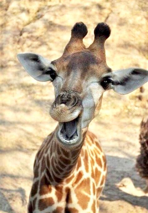 Cute Baby Giraffe Making A Silly Face Giraffe Pictures Smiling