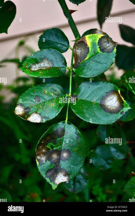 Rose Black Spot Treatment Hi Res Stock Photography And Images Alamy