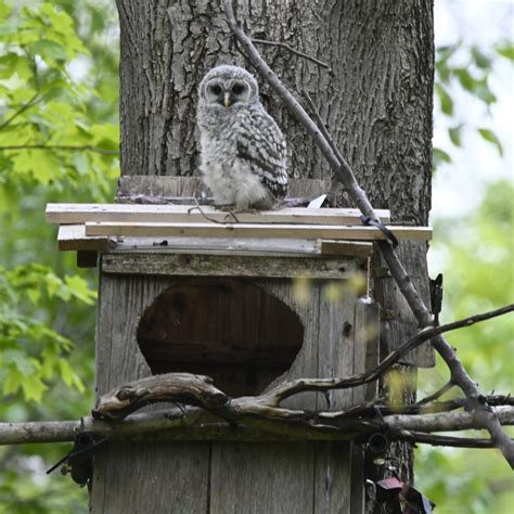 Wbu Barred Owl Cam Interior And Exterior Owl Nest Box Camera Views