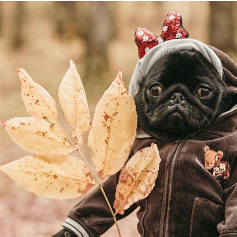 12 Gorgeous Fall Pug Pictures That Make Us Happy To Be Alive Page 2