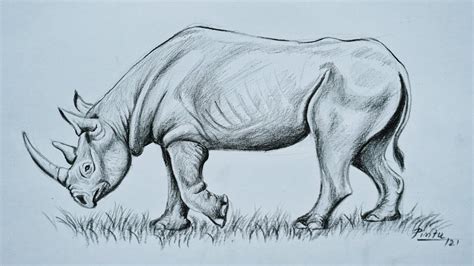 How To Draw A Rhinoceros Step By Step Pencil Shading Drawing Youtube