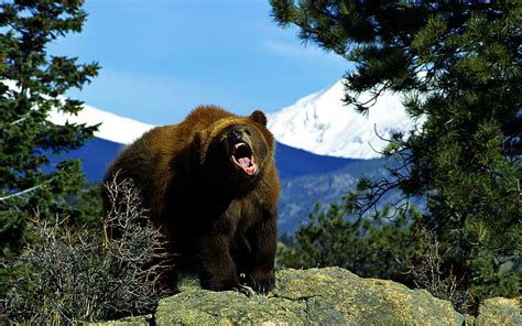 Hd Wallpaper Brown Grizzly Bear Nature Animals Wildlife Mammal