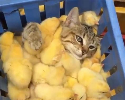 cat   blanket   chicks  give  hope