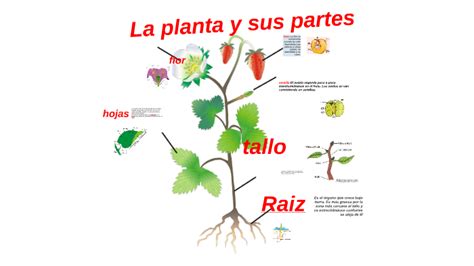 La Planta Y Sus Partes By Jamel Peñaloza