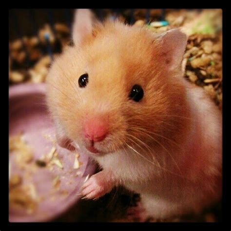 Too Cute I Want Cute Small Animals Cute Hamsters Funny Hamsters