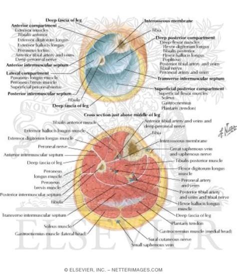 Fascial Compartments Of Leg Leg Cross Sections And Fascial